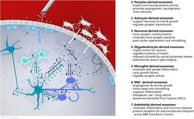 Multicellular Crosstalk Between Exosomes and the Neurovascular Unit After Cerebral Ischemia. Therapeutic Implications